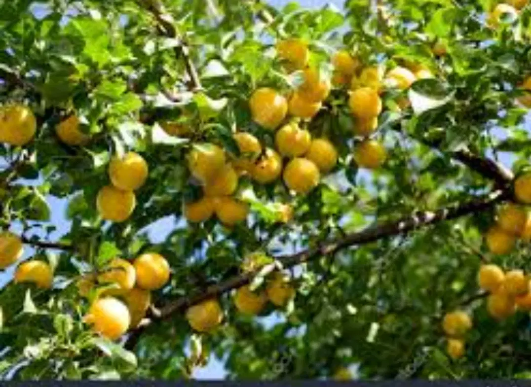باغ میوه ۱۰۰۰متری در داخل شهر بهار