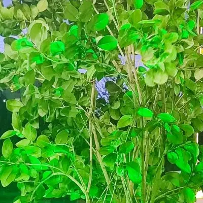 باغ‌شهری ۱۰۰۰ متری در دالین سپیدان