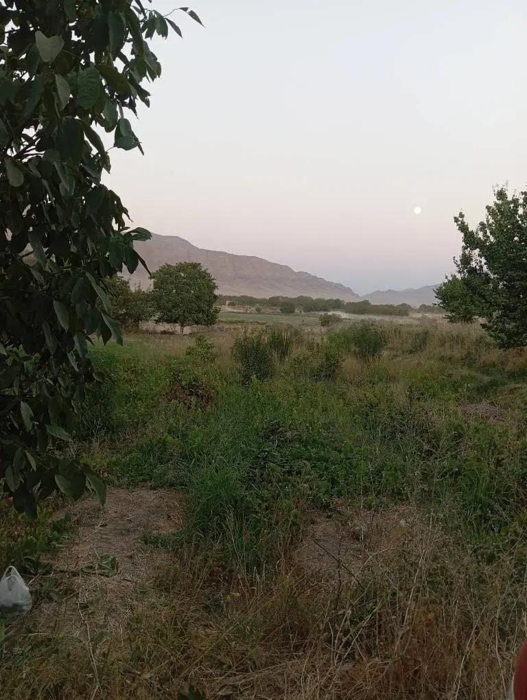 باغ انگوری در روستای می آباد