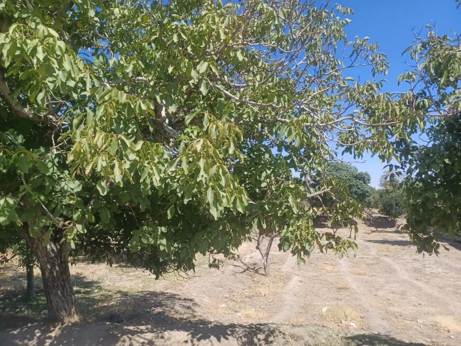زمین کشاورزی