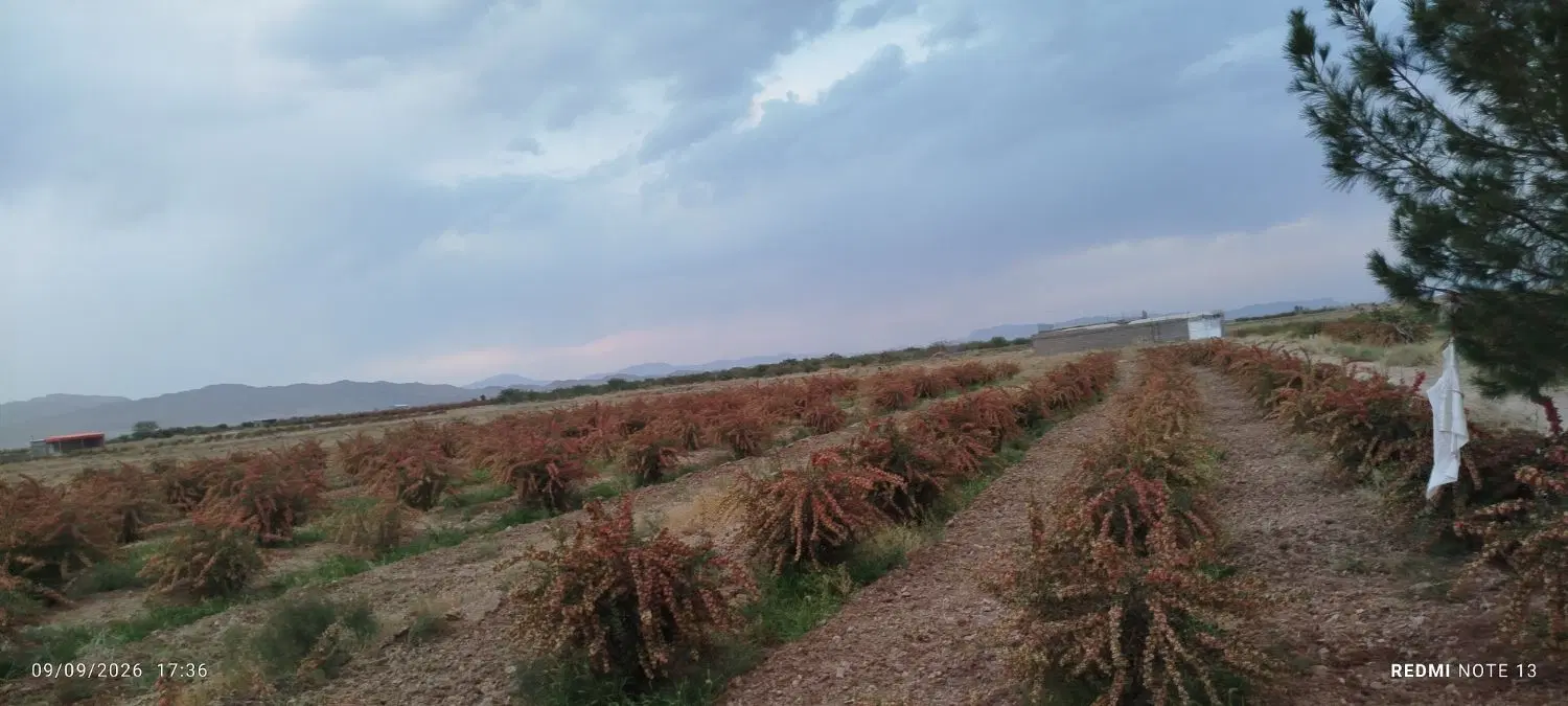 باغ جاده پهنایی