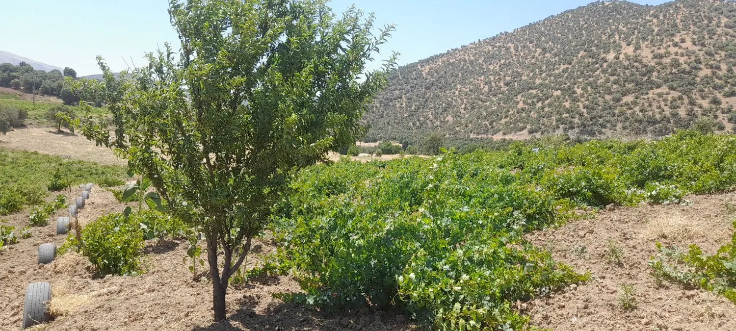 فروش باغ انگور دیم در روستای خیر اباد