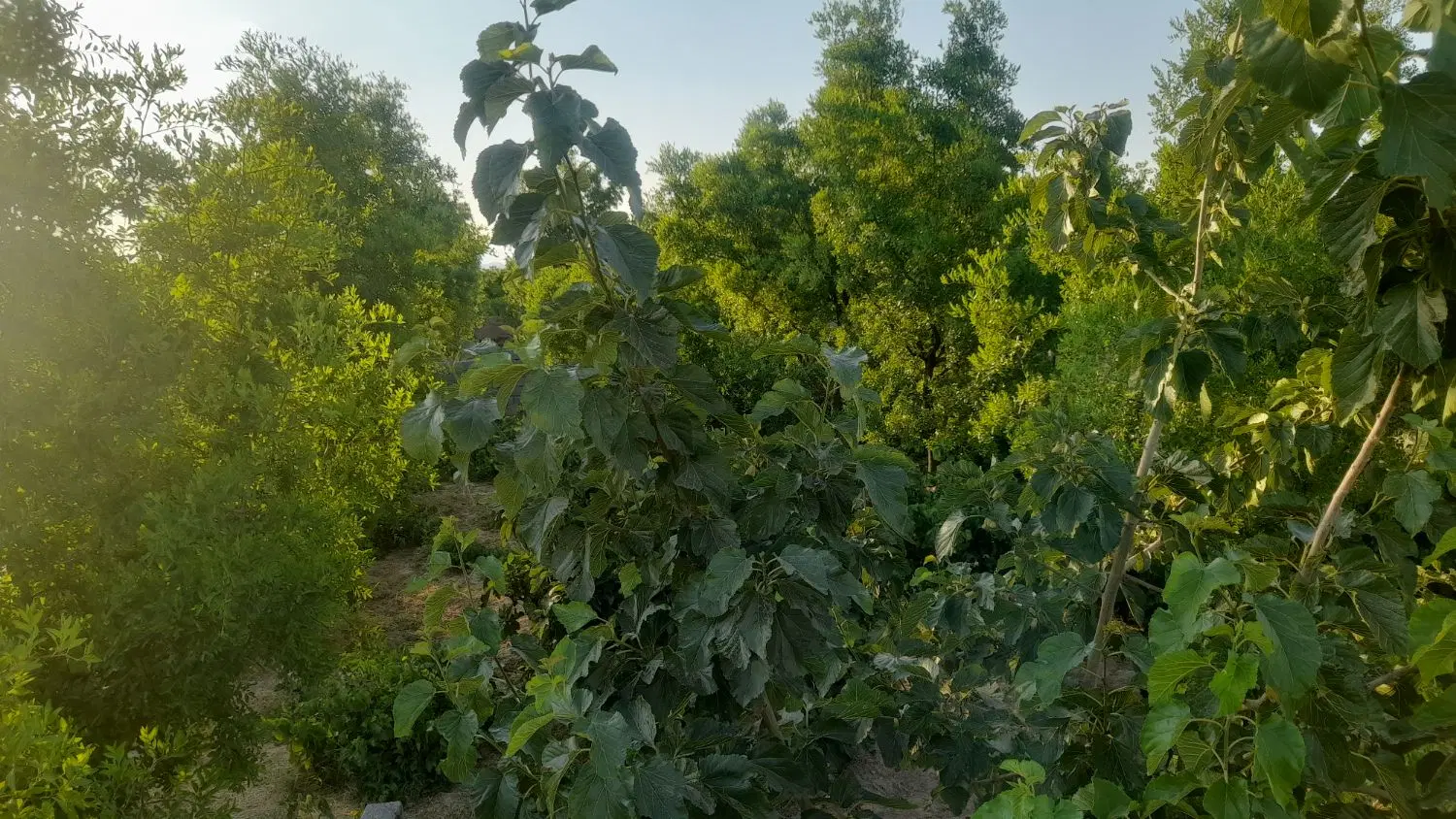 باغ زیبا و دنج