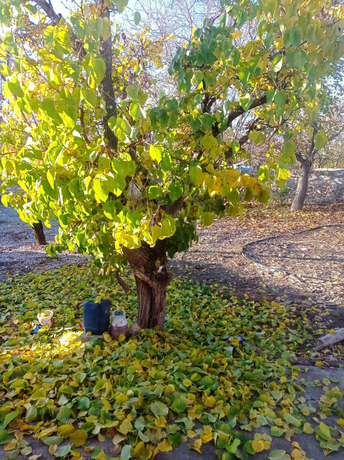 باغ 38من در روستای نوا به فروش میرسد