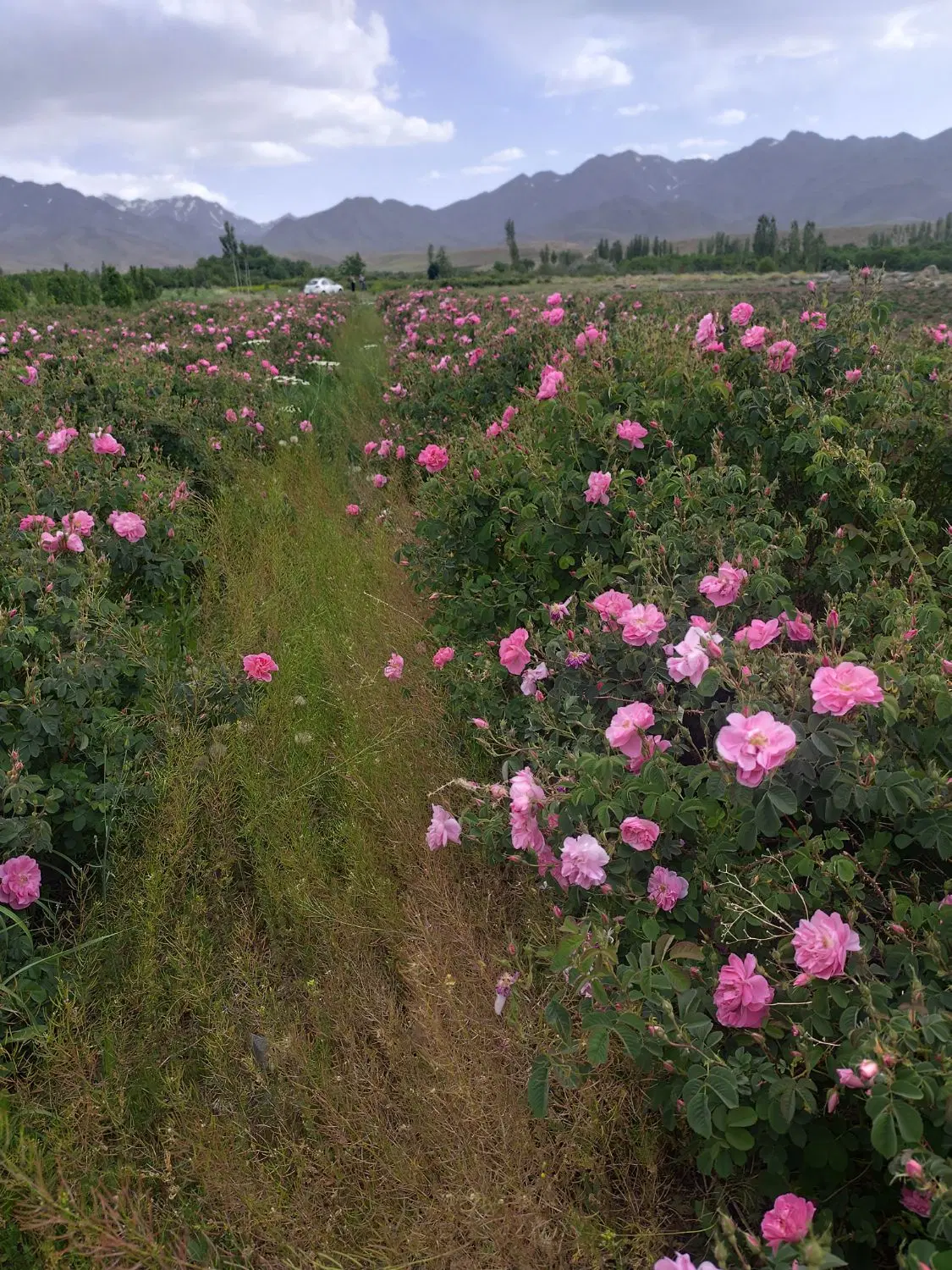 زمین