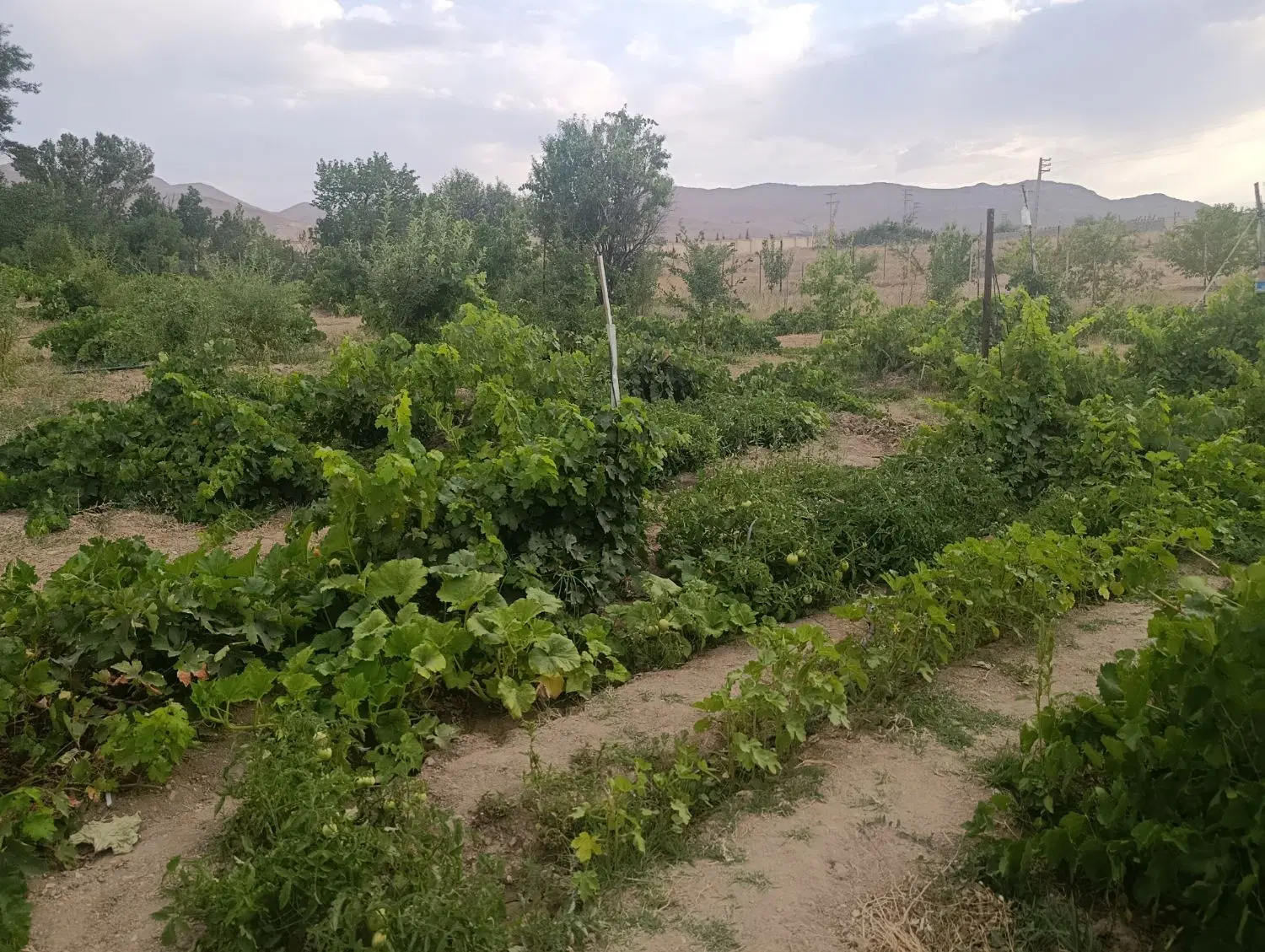باغ انگور دو هزار متر