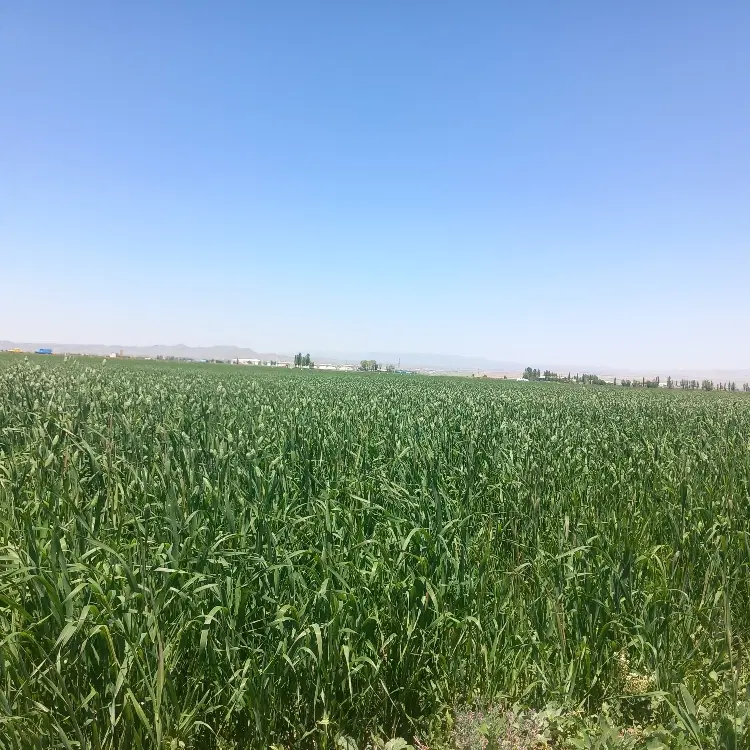 زمین زراعی