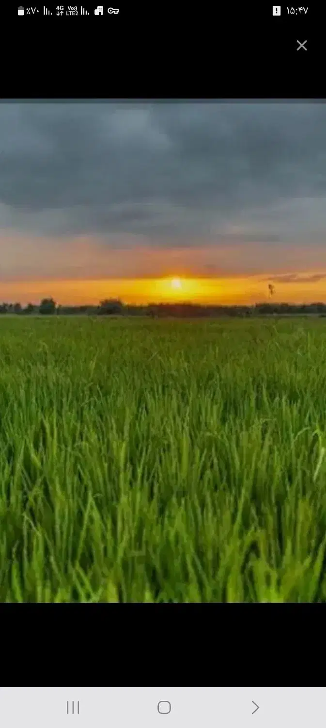 فروش زمین کشاورزی شالیزا ر ۱۸۰۰ متری فروش فوری