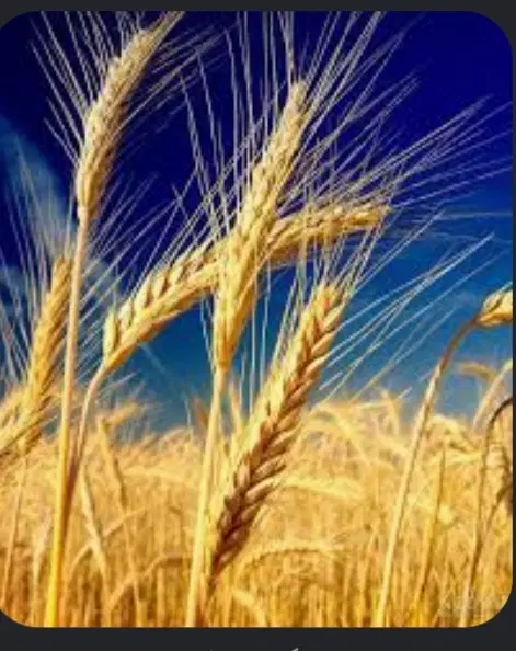 زمین فروشی واجاره