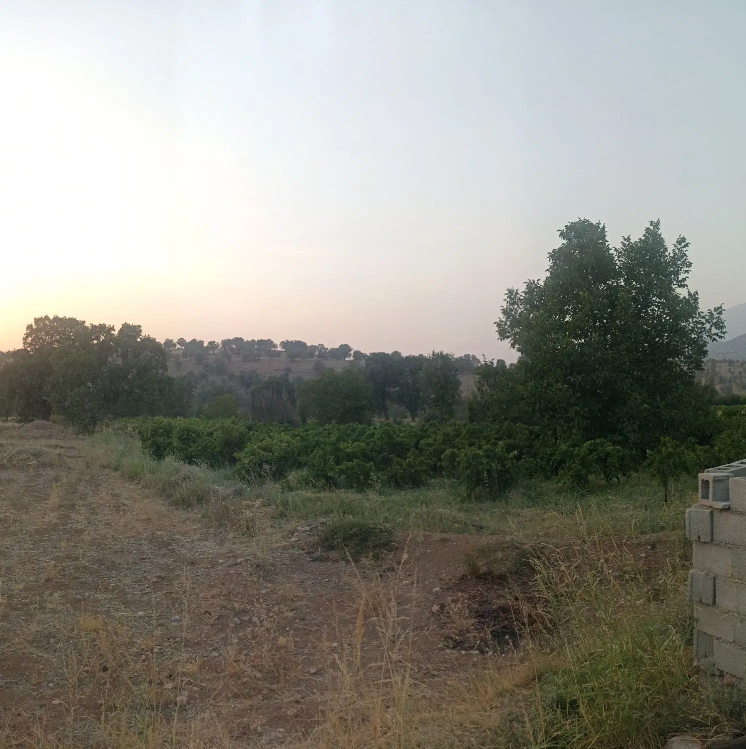 زمین - باغ