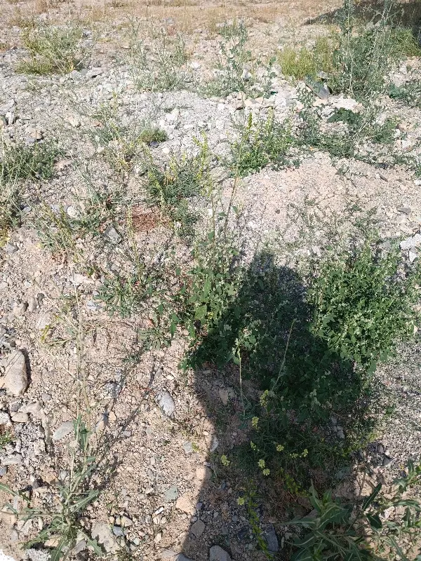 زمین خالی دارای ورودی از دو طرف اسلام و صالح