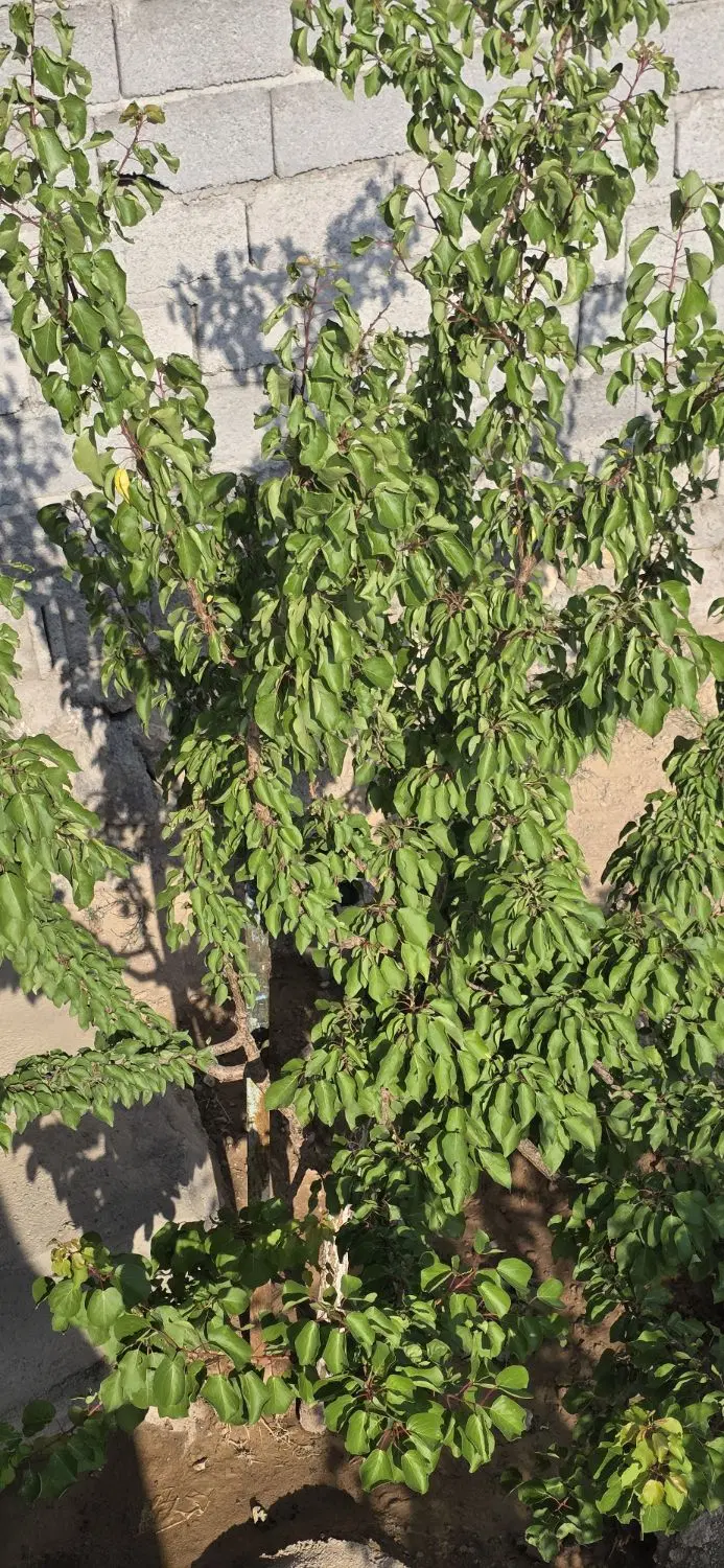باغ سهندفاز۵