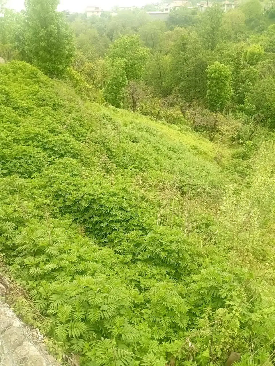 فروش زمین _ رامسر_ سند مسکونی