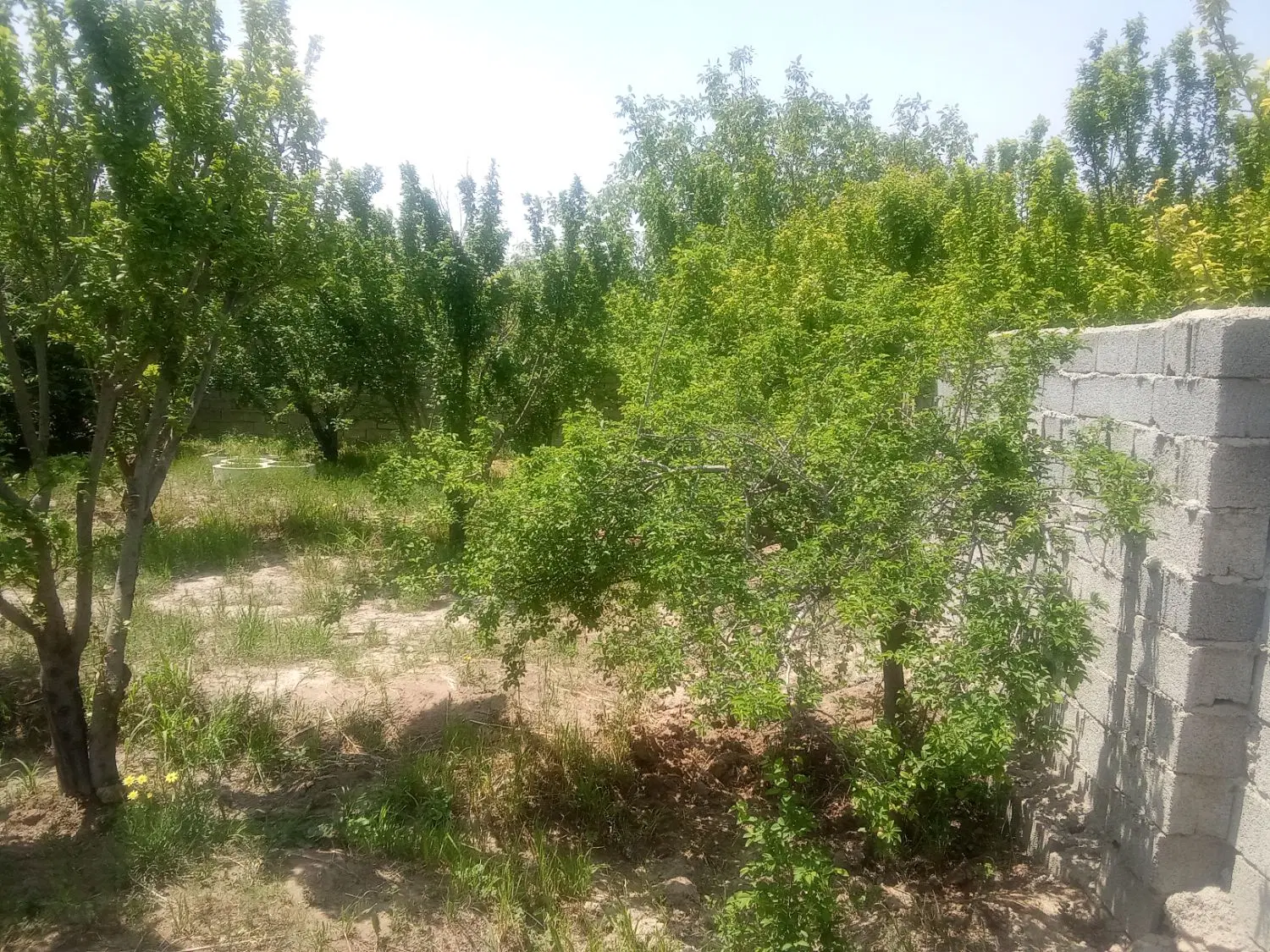 باغچه ۴دیواری