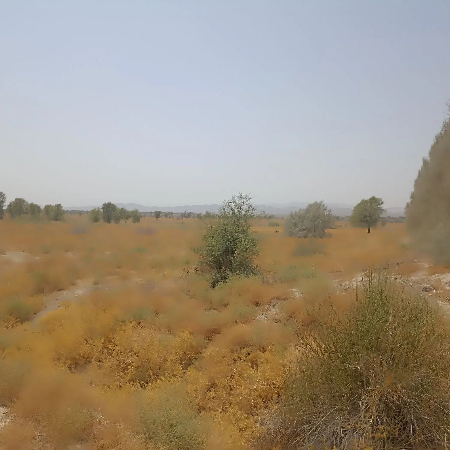 زمین کشاورزی