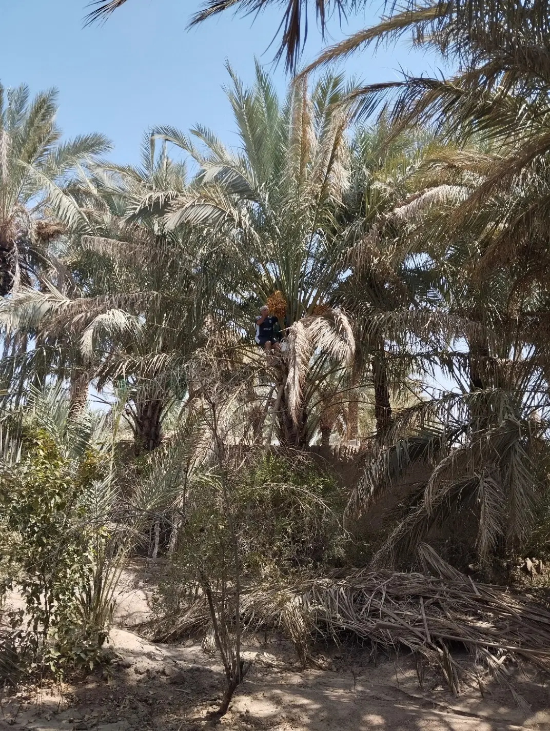 فروش باغ خرما،بافق