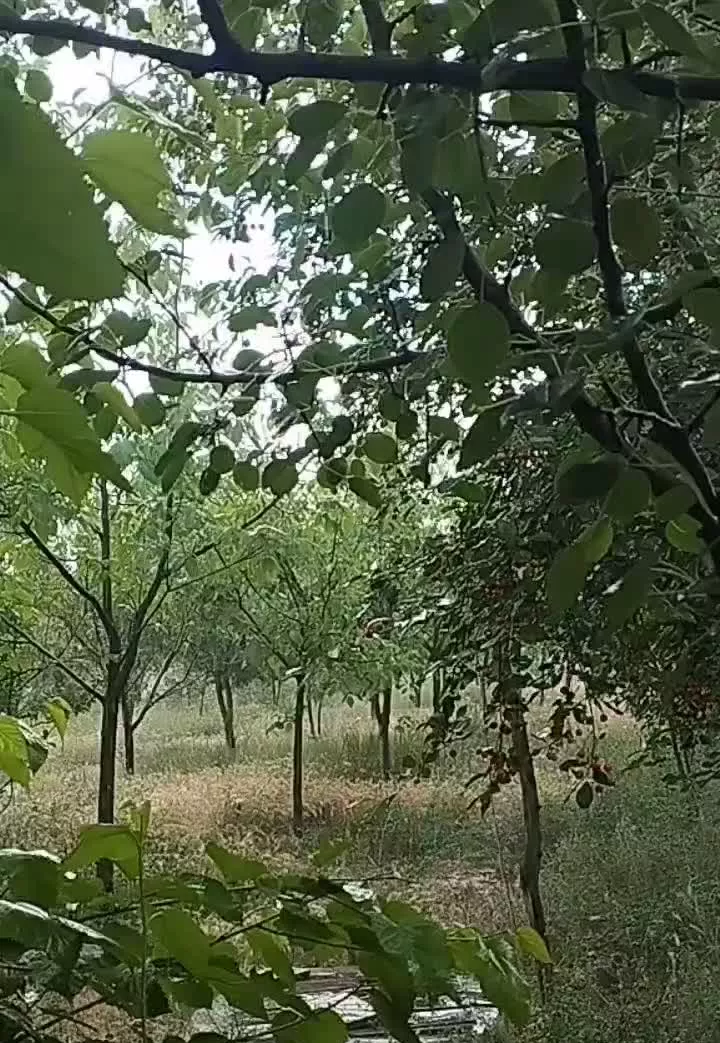 باغ ویلا