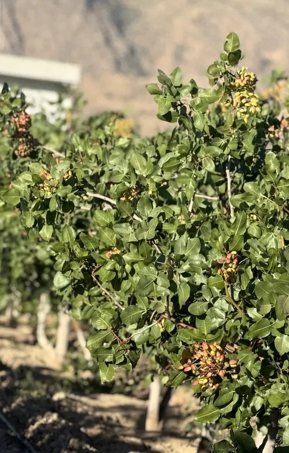 اجاره باغ پسته خرید محصول،اجاره بلندمدت