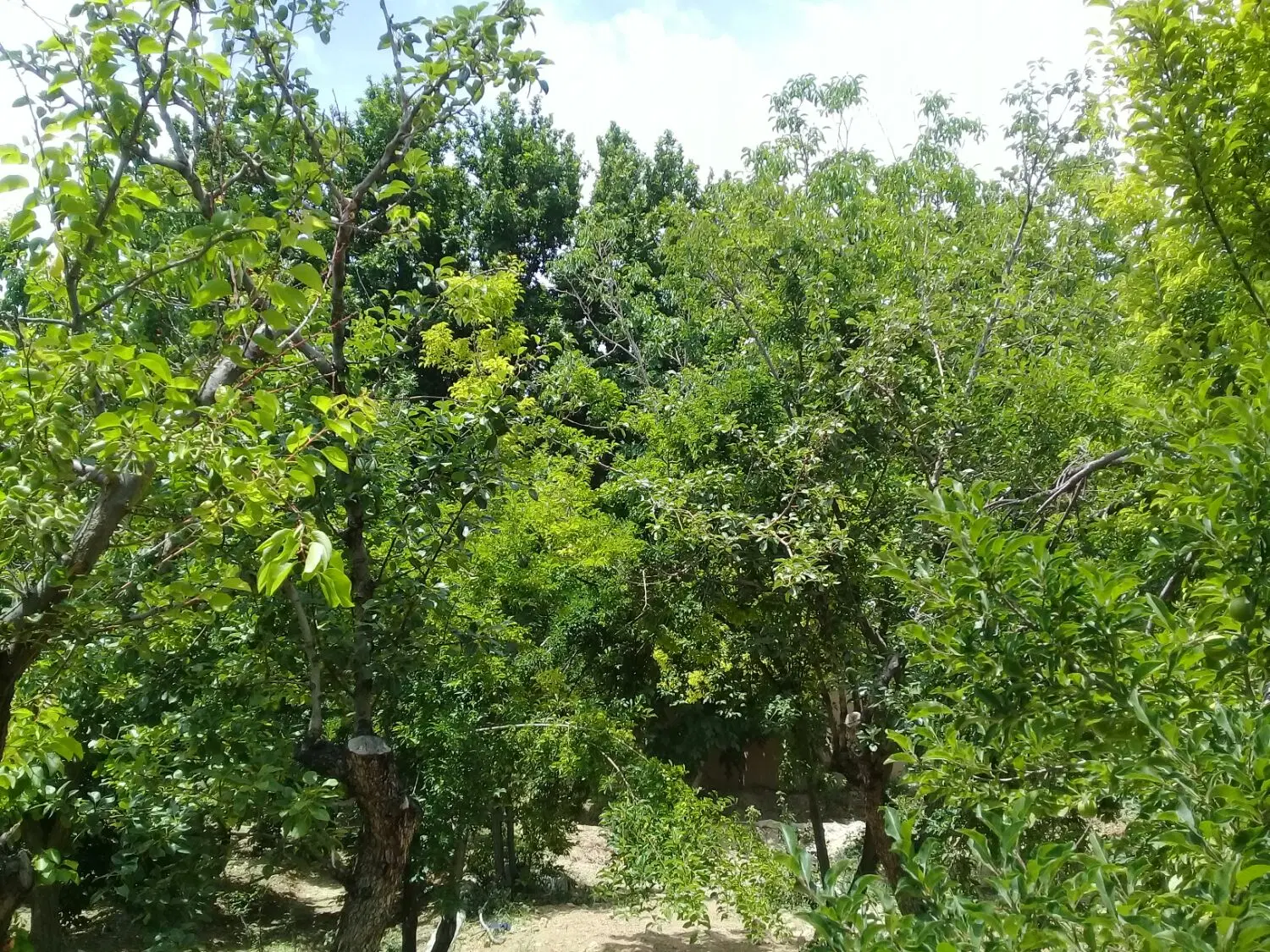 باغ ویلا کوشک