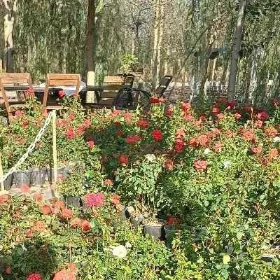 زیبایی در قلب جنگل