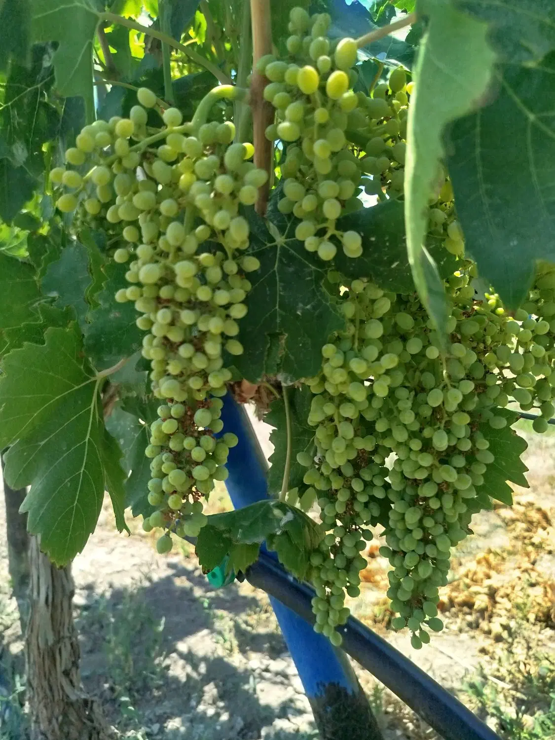 فروش قطعه باغ انگور اردو شاهی