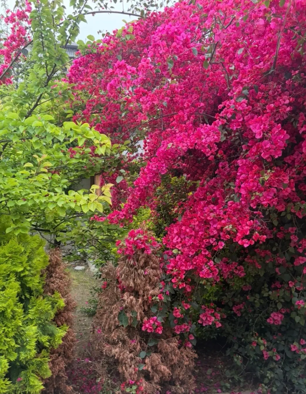 اجاره ویلایی