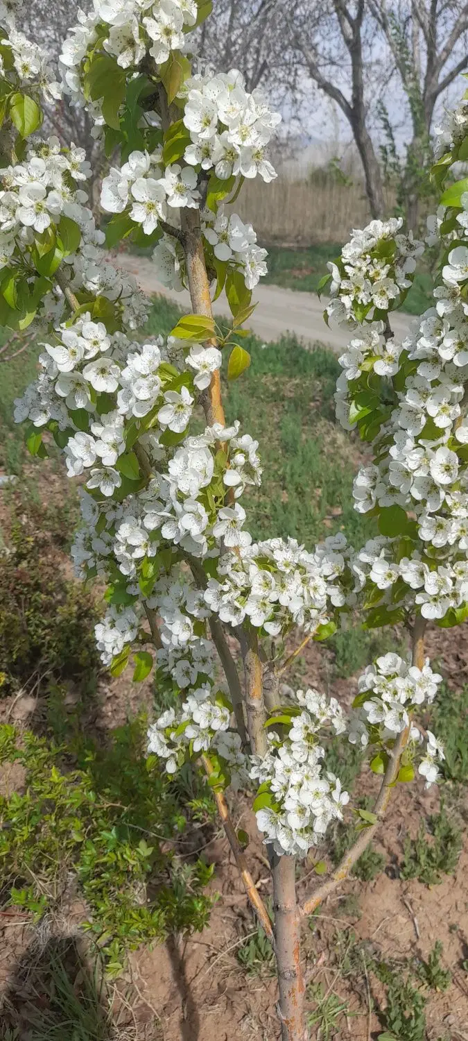 زمین فروشی مناسب  احداث باغ