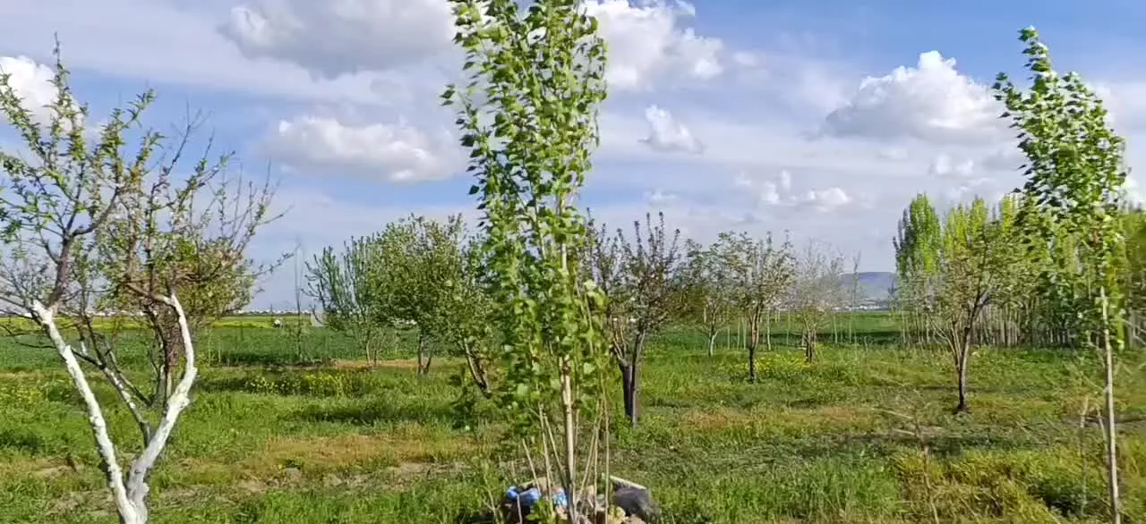 ۱۹۰۰باغ ۱۲ساله شهرک الهیه روستای کهریز