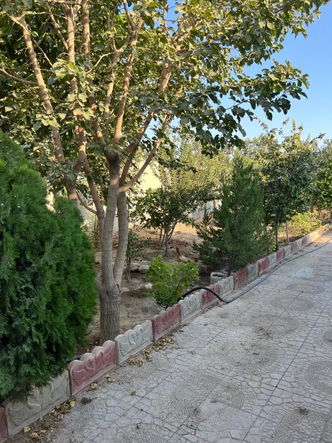 باغچه ۵۰۰متری فروشی