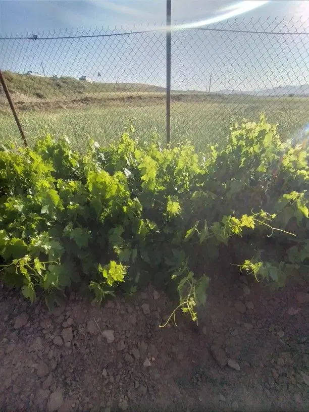 باغ میوه