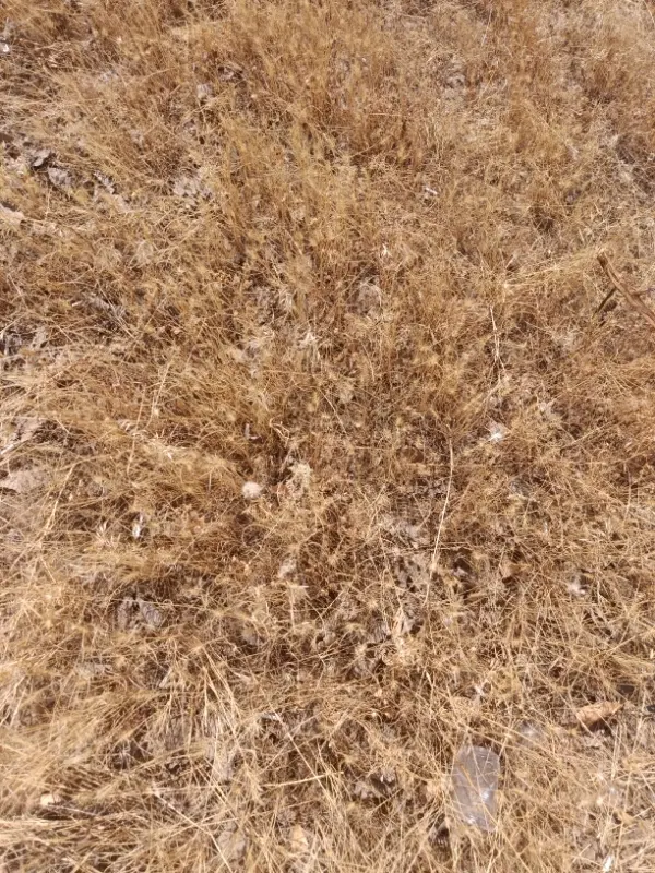 زمین مسکونی روستای سرخه دزج