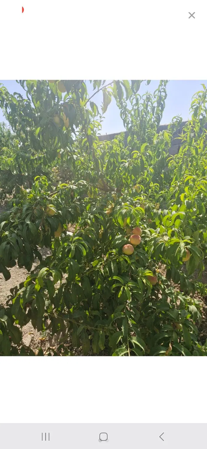 فروش باغ محمداباد بلوچ ۲کیلومتری چناران