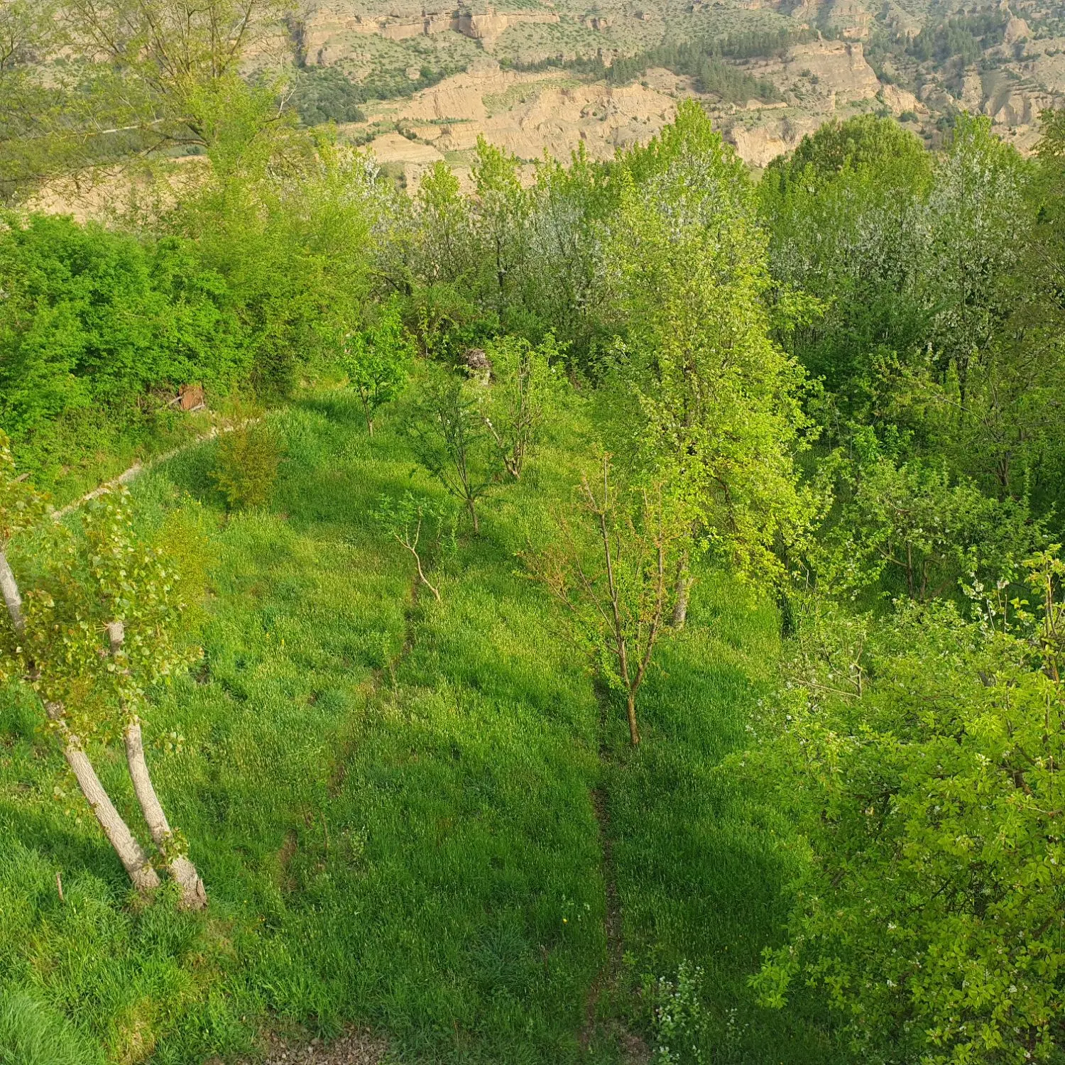 باغ مشجر گیلاس
