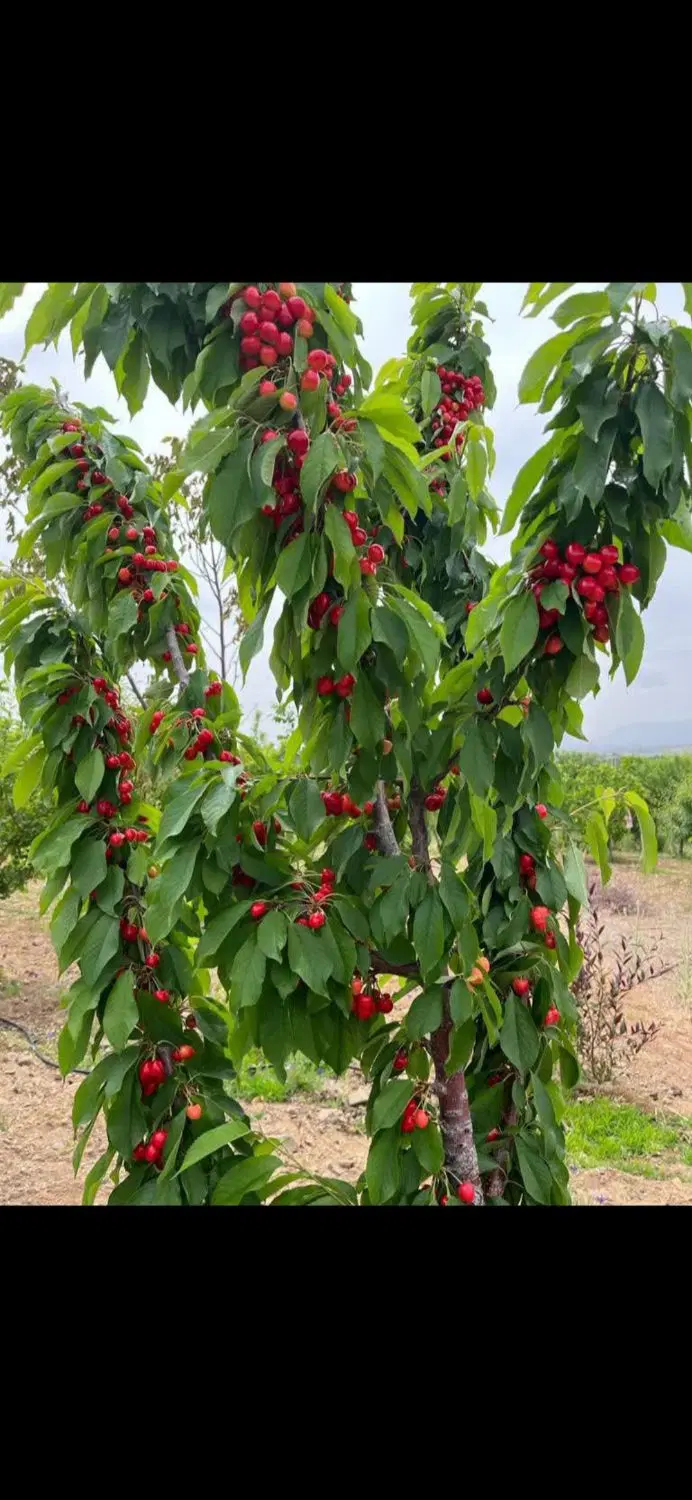 خونه باغ جنگلی