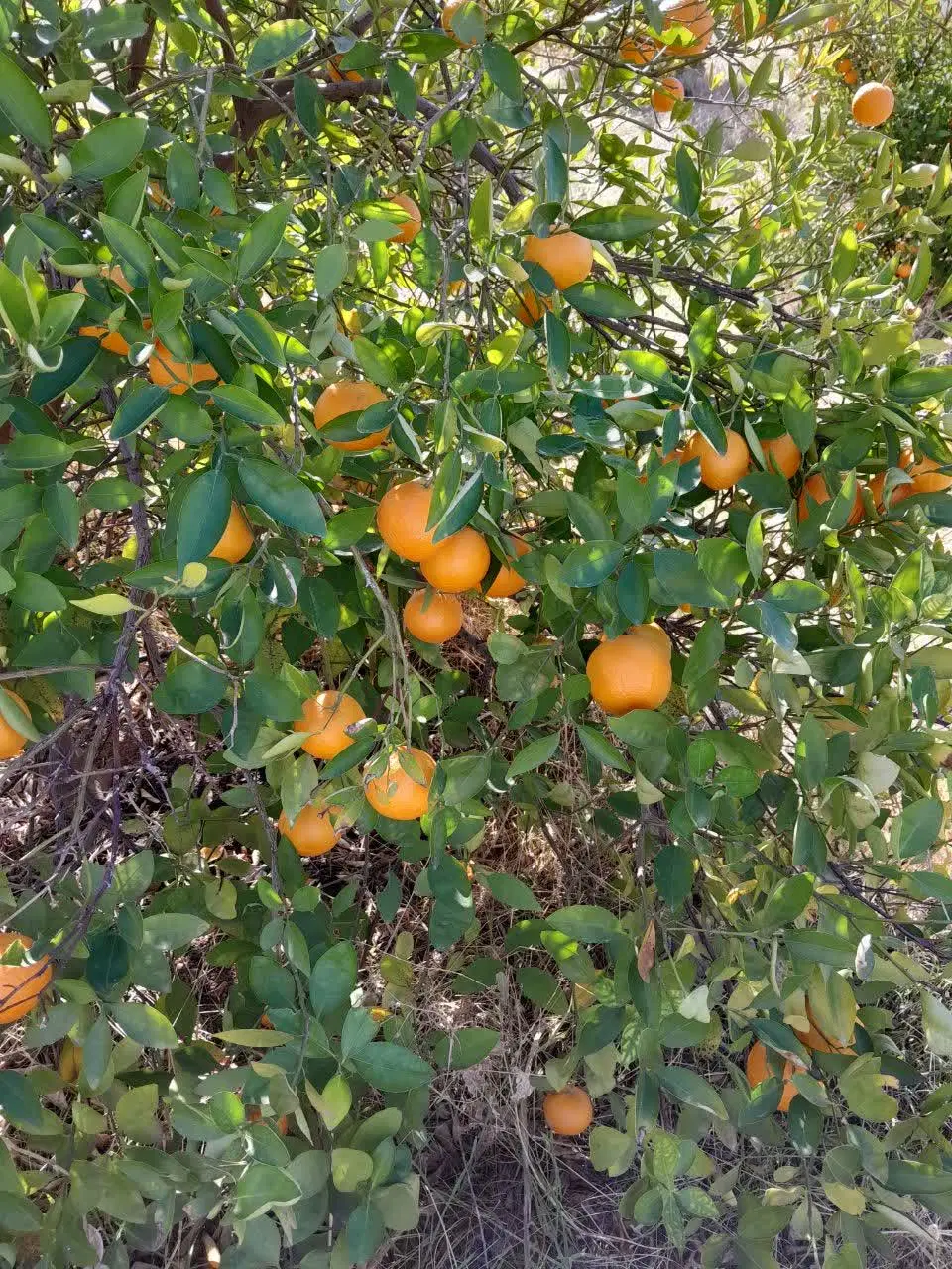 باغ ثمری