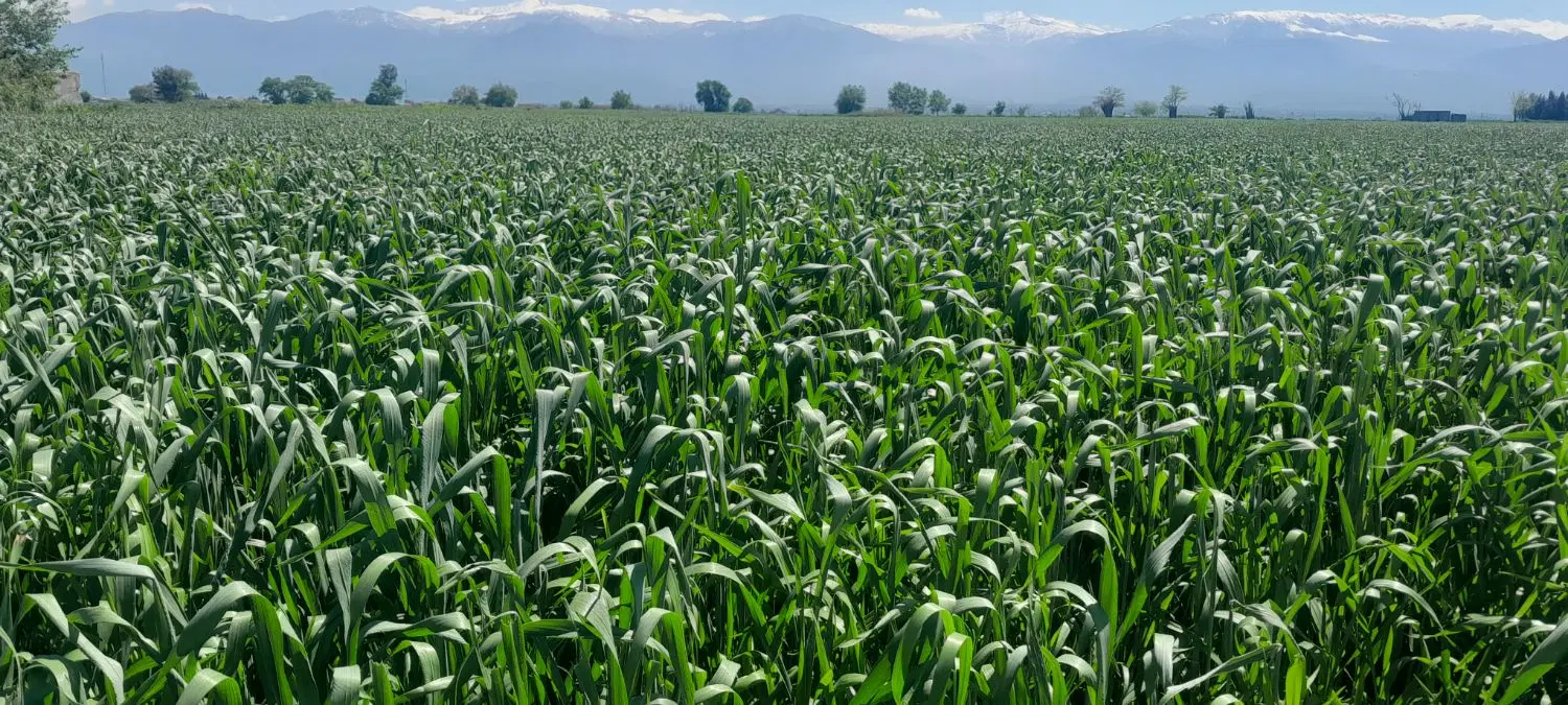 زمین کشاورزی اجاره ای