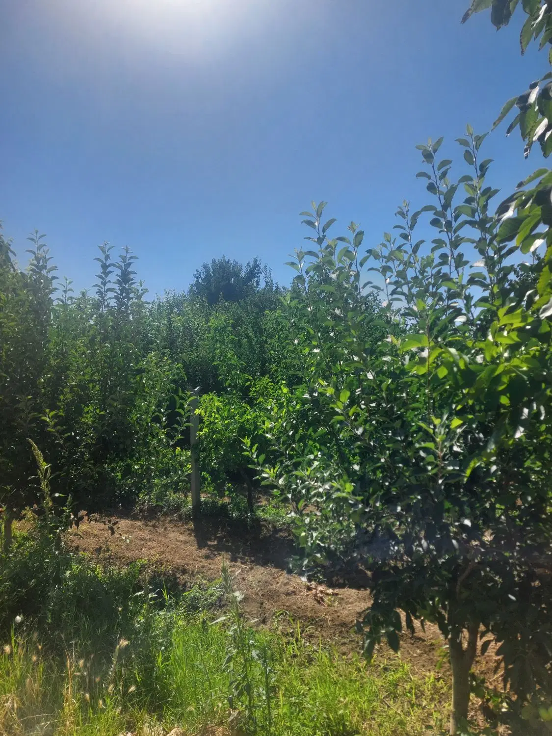 خانه باغ و باغچه الوان با اب وبرق جاده سلماس
