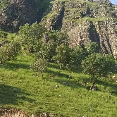 زمین مسکونی اسلام آباد تنگ سریز  خوش نشین