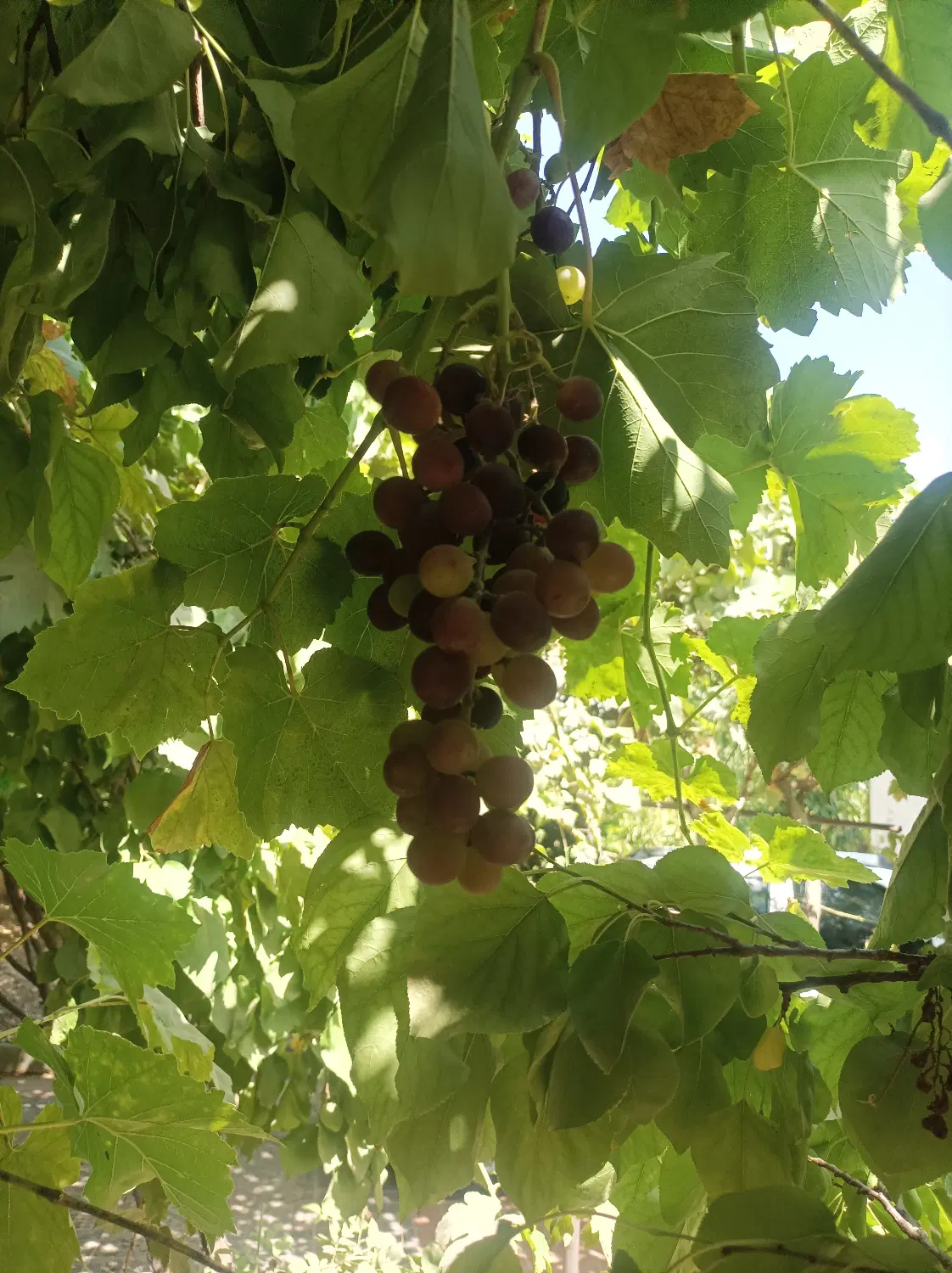 فروش باغ ویلا