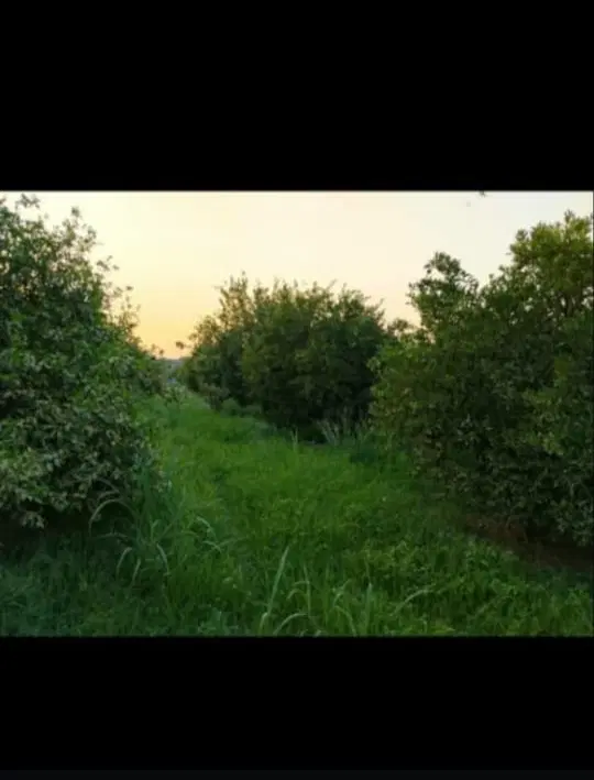 باغ ۵۰۰متری