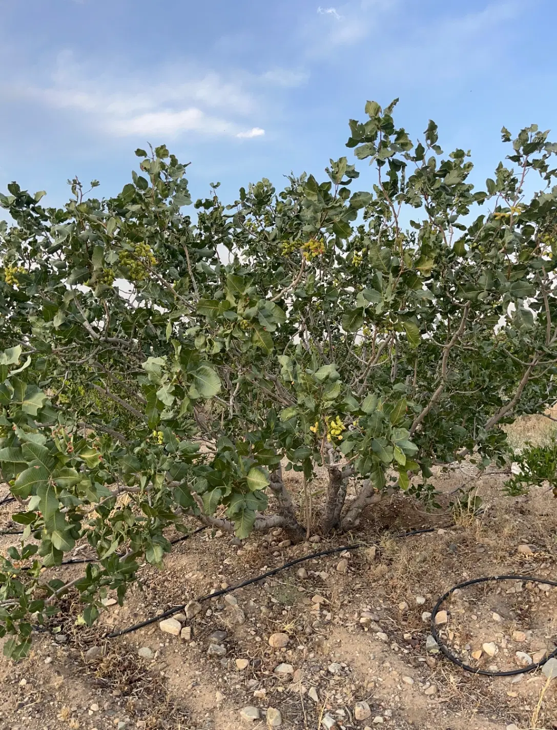 زمین کشاورزی مناسب برای ساخت ویلا
