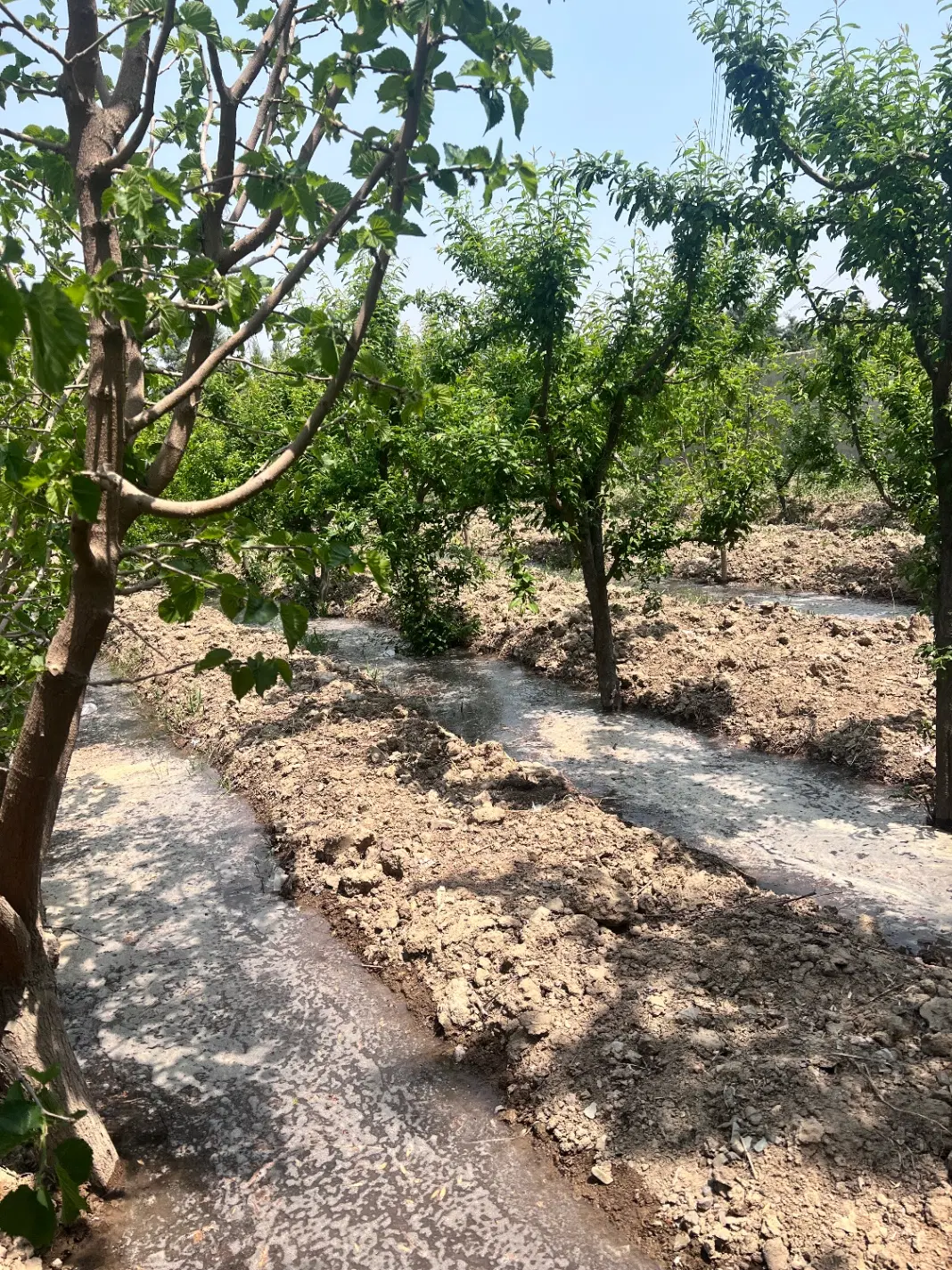 ۳۰۰ متر زمین خالی اسدنژاد(فیروزبهرام)