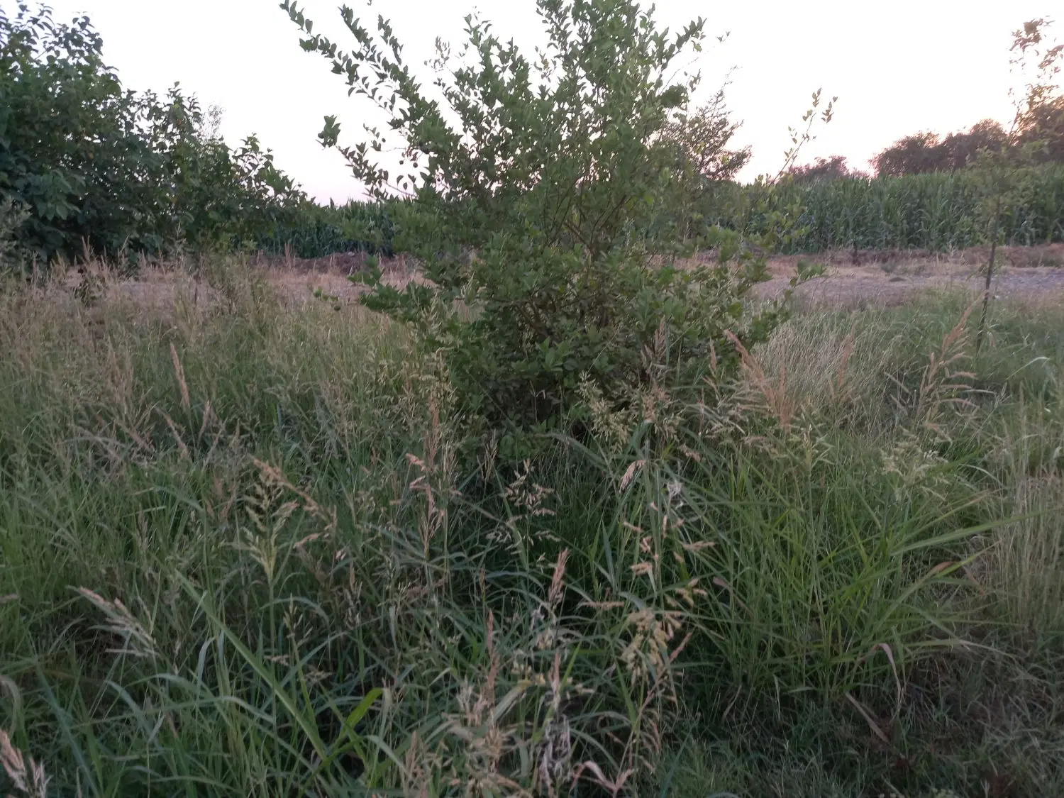 فروش باغچه در بنوار حسین