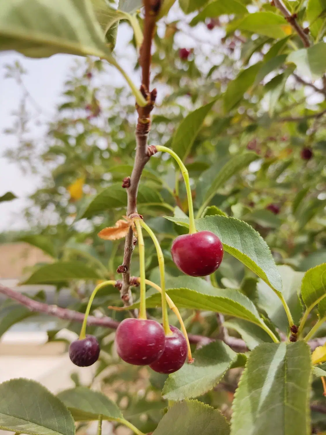 باغ ویلا ۲۰۰۰متری هشت بهشت