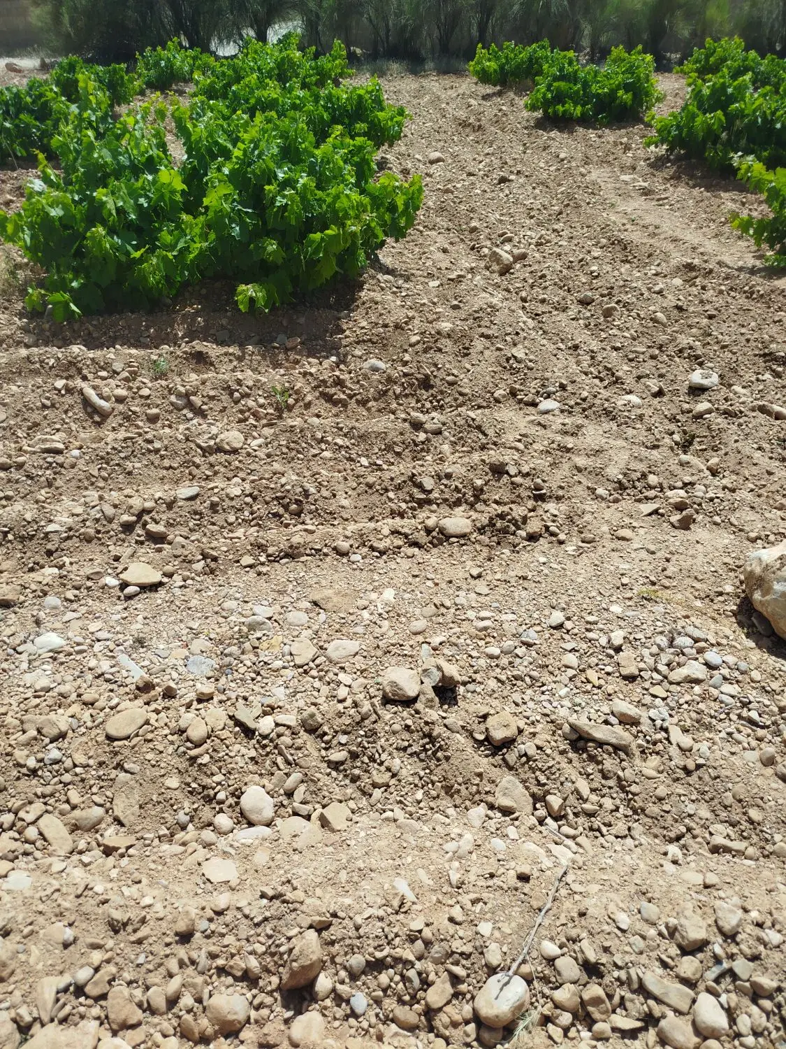 باغ شهری کلستان