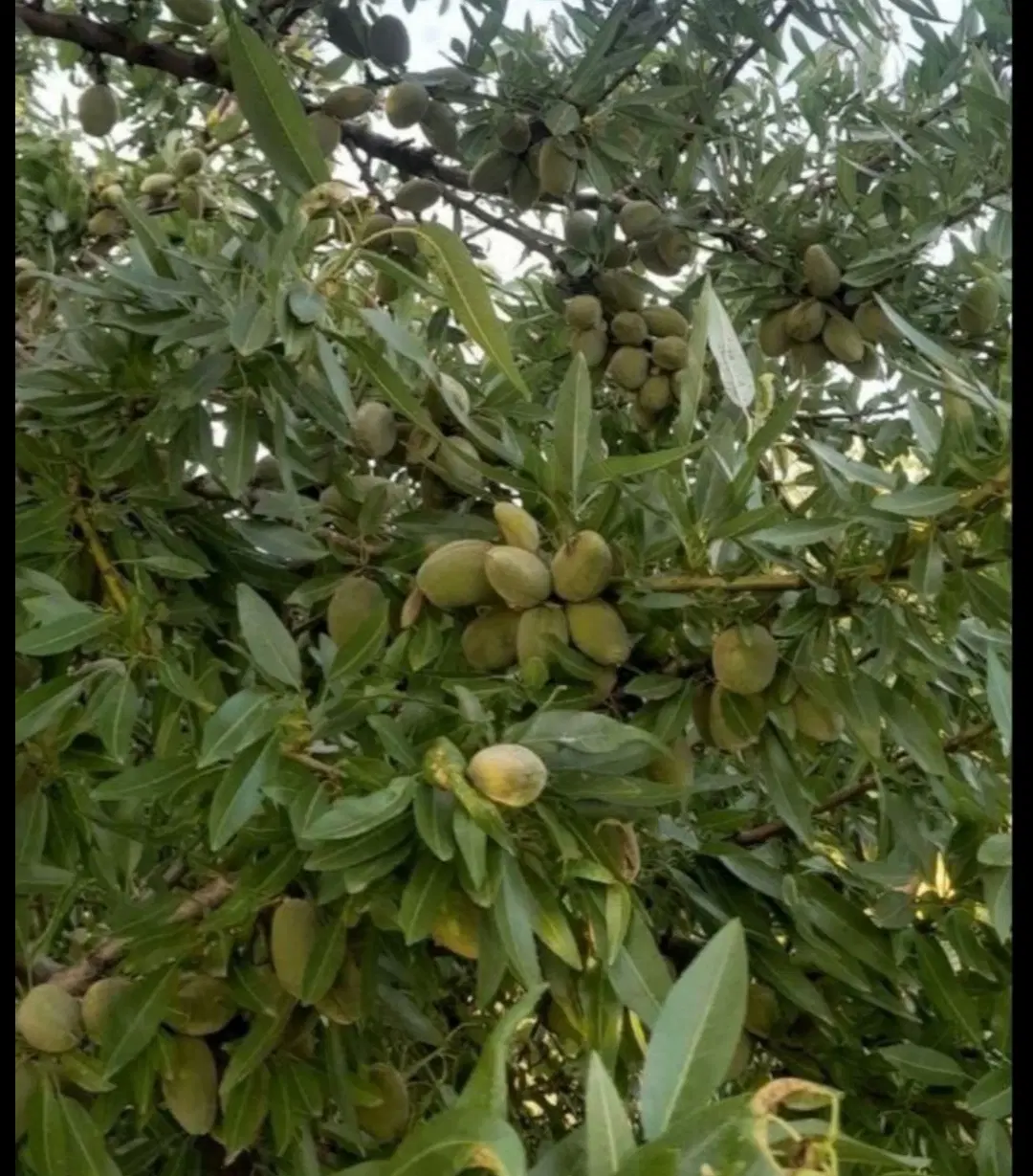 باغ بادام 10 ساله