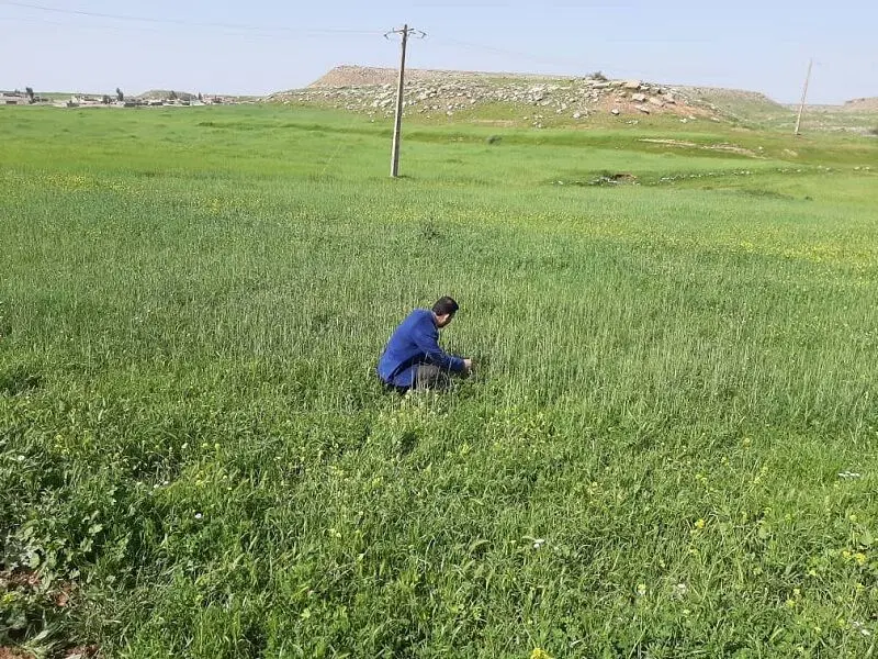 زمین زراعی اندیکا سرتلی ها