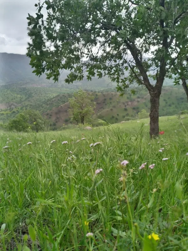 زمین 200 متری