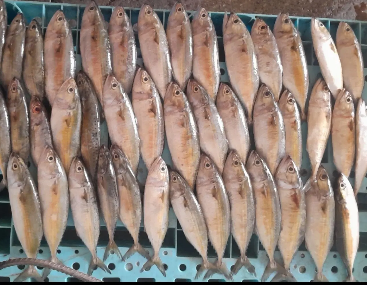 واگذاری مغازه مرغ و ماهی