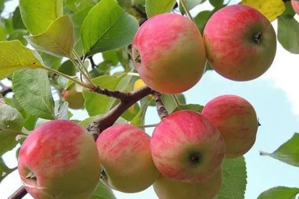 باغ منطقه نظام آبادمناسب احداث سفره خانه ورستوران
